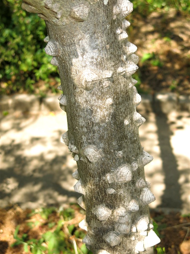 Young Sichuan pepper in the Center for nature in Colombes (Hauts-de-Seine, France.