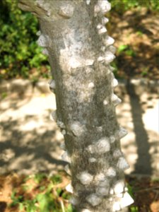 Young Sichuan pepper in the Center for nature in Colombes (Hauts-de-Seine, France.
