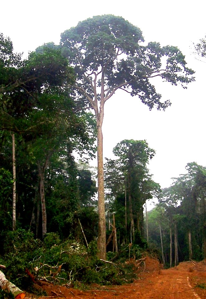 — Sapele Tree. 

Pokola, Congo-Brazzaville, Republic of the Congo.