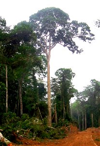 — Sapele Tree. Pokola, Congo-Brazzaville, Republic of the Congo. photo