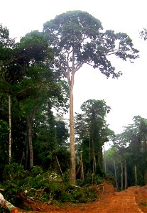 — Sapele Tree. 

Pokola, Congo-Brazzaville, Republic of the Congo.