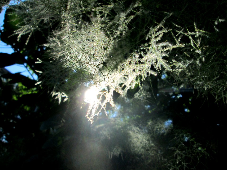 Perückenstrauch (Cotinus coggygria) in Sankt Arnual - Ursprung: Mittelmeerraum, Süd-Osteuropa, West-Asien