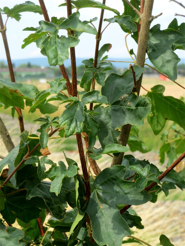 Feld-Ahorn (Acer campestre) beim Flugfeld Erbenheim bei Wiesbaden