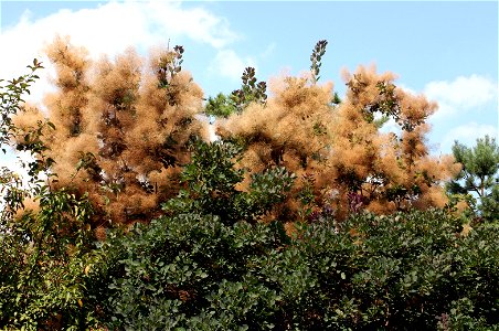 Self made image, taken in late summer. Shows smoke like look of Cotinus coggygria. photo