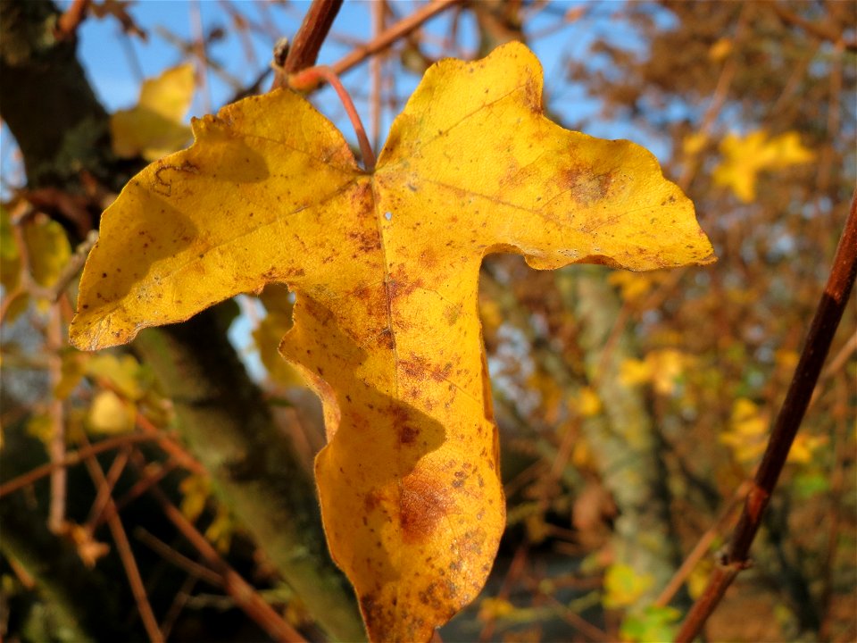 Feldahorn (Acer campestre) in Hockenheim photo