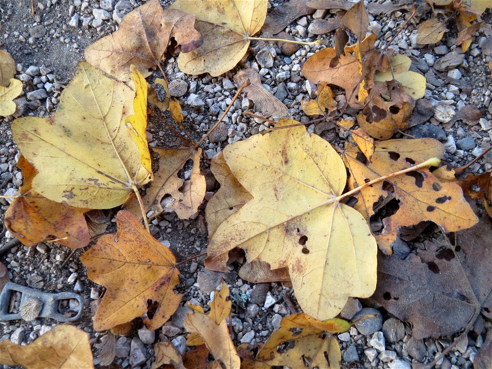 Feldahorn (Acer campestre) in Hockenheim photo