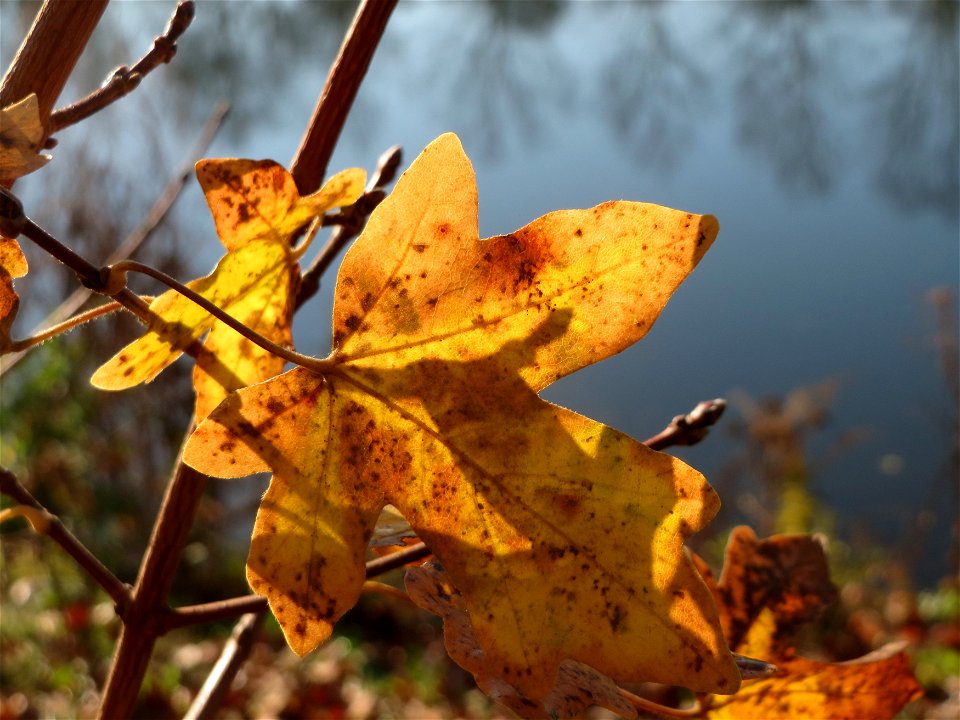 Feldahorn (Acer campestre) an der Saar in Saarbrücken