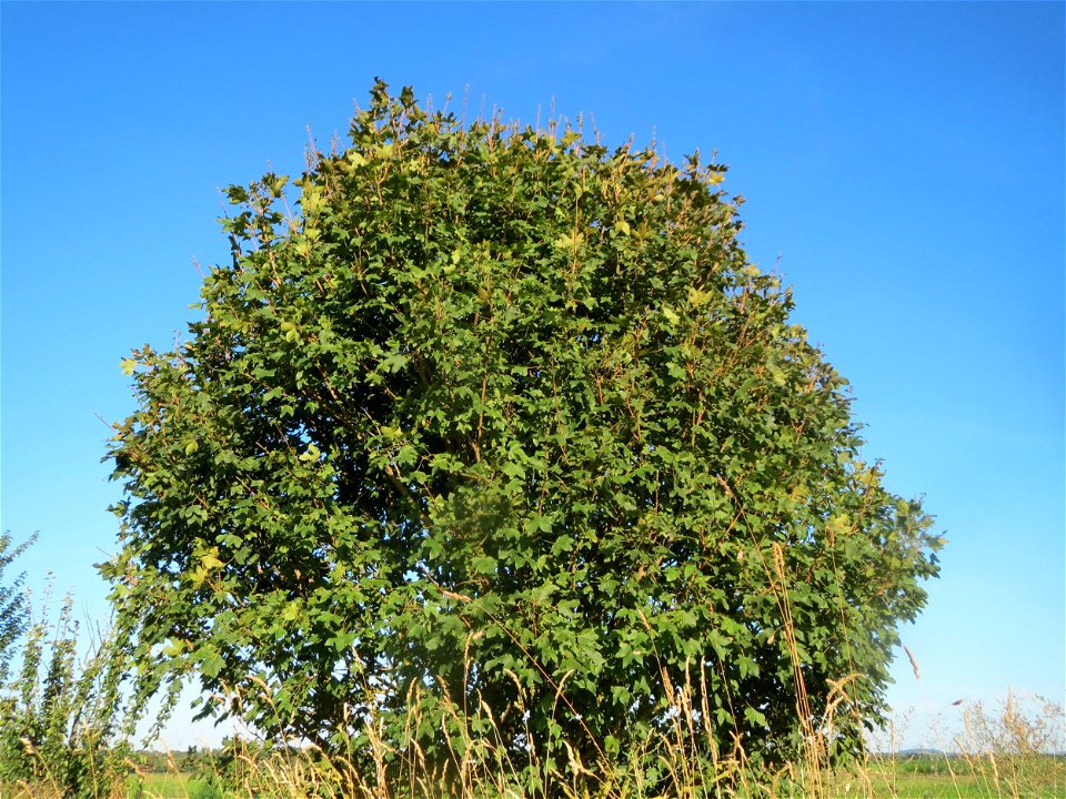 Feldahorn (Acer campestre) bei Hockenheim