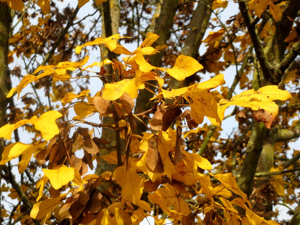 Feldahorn (Acer campestre) in Hockenheim