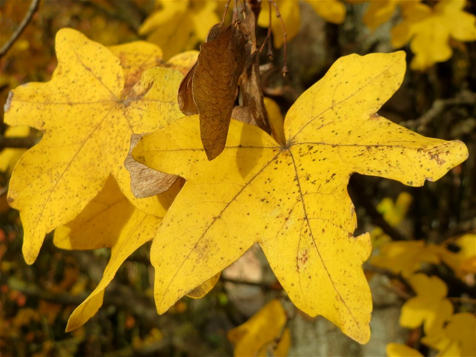 Feldahorn (Acer campestre) in Hockenheim