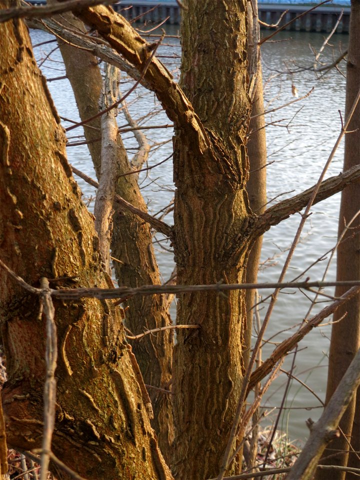 Feldahorn (Acer campestre) an der Saar in Saarbrücken - typisch sind die Korkleisten an der Rinde