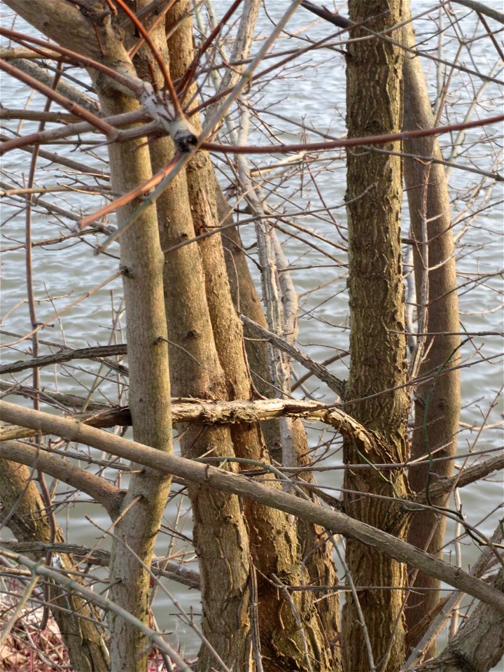 Feldahorn (Acer campestre) an der Saar in Saarbrücken - typisch sind die Korkleisten an der Rinde
