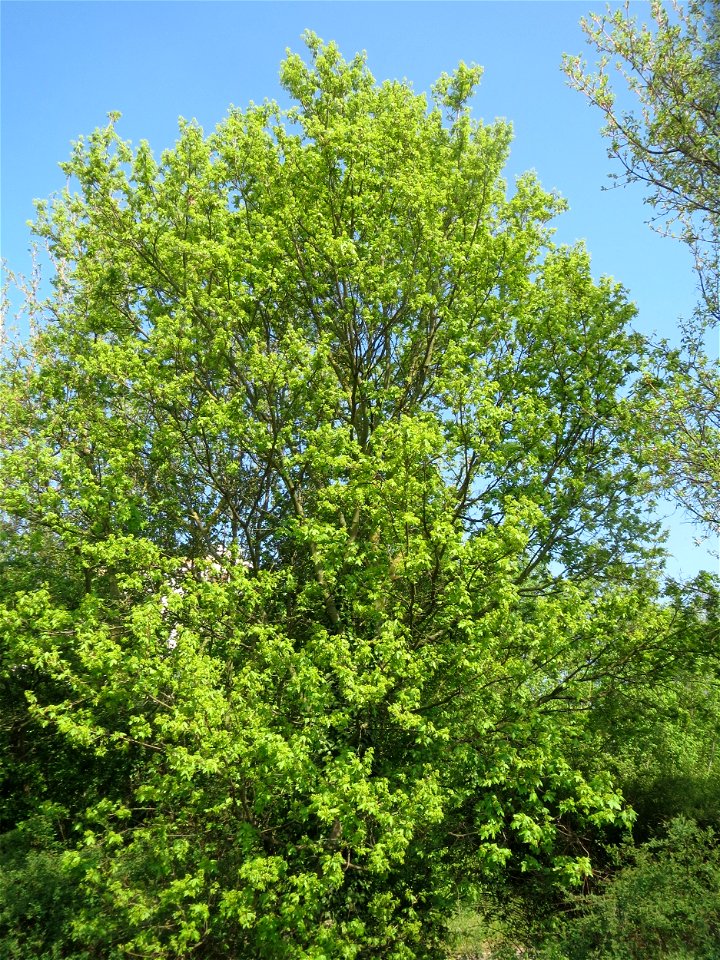 Feldahorn (Acer campestre) auf einem Grünstreifen zwischen Eisenbahnstraße und Am Damm in Hockenheim