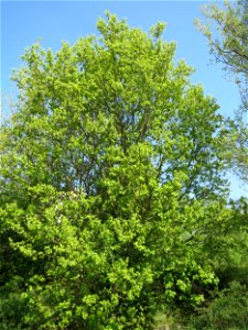 Feldahorn (Acer campestre) auf einem Grünstreifen zwischen Eisenbahnstraße und Am Damm in Hockenheim photo