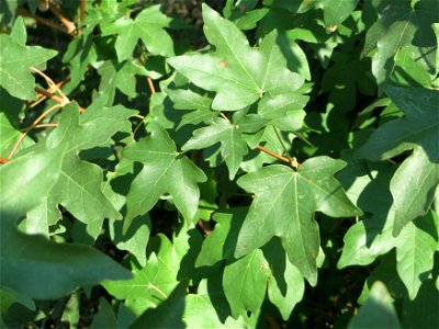 Blätter vom Feldahorn (Acer campestre) in Hockenheim-Talhaus