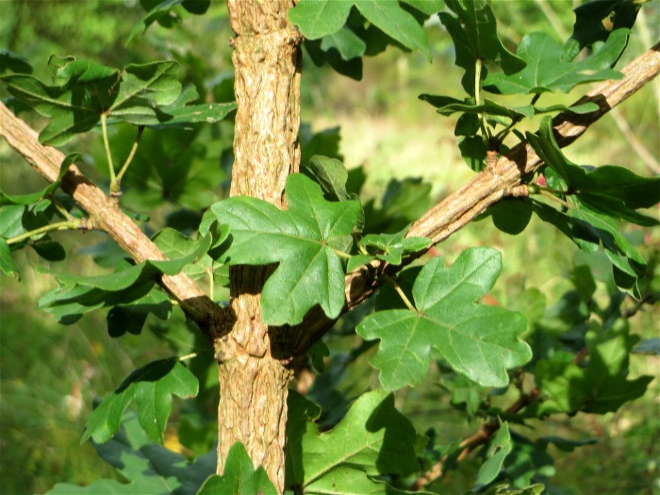 Feldahorn (Acer campestre) an der Saar in Saarbrücken