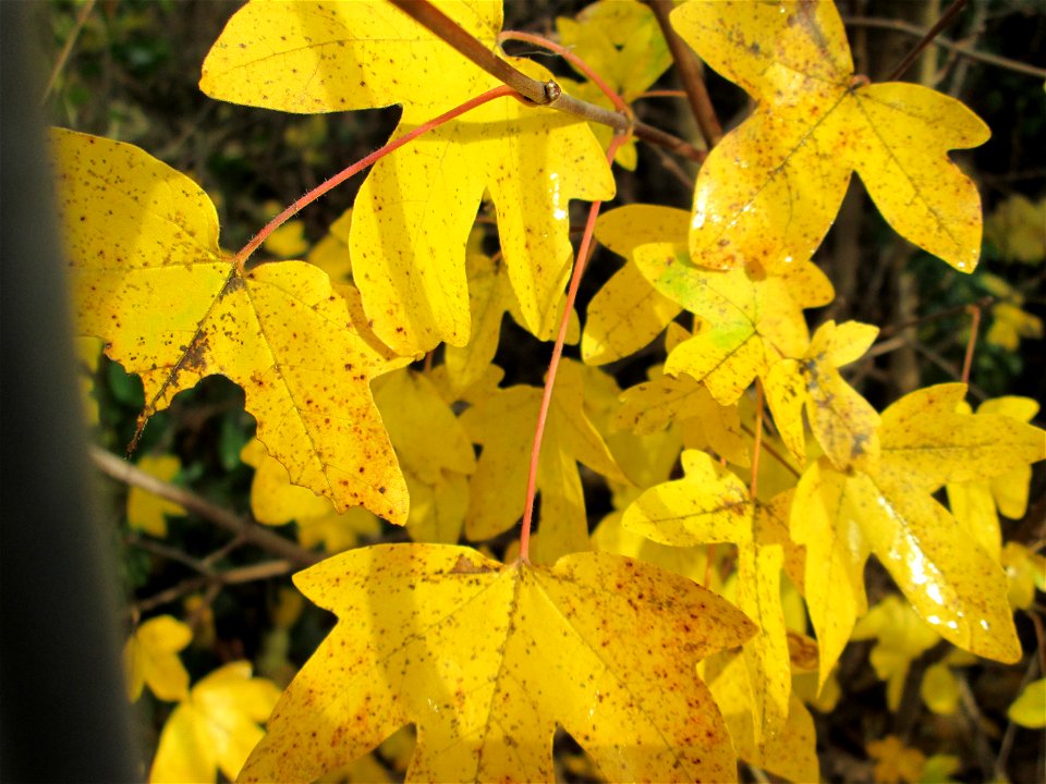 Feldahorn (Acer campestre) in Hockenheim