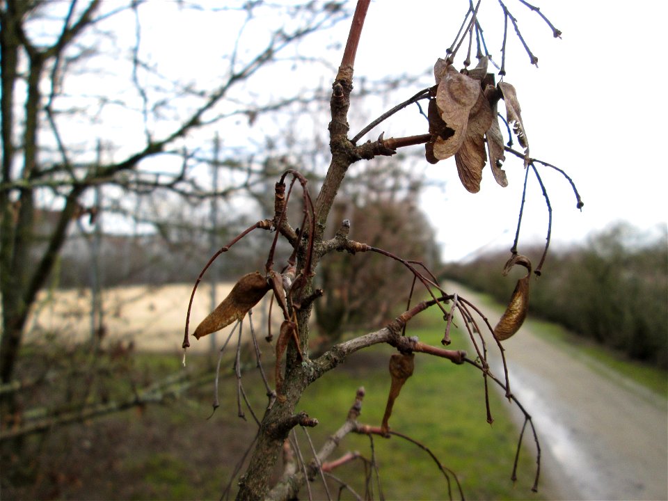 Feldahorn (Acer campestre) in Hockenheim