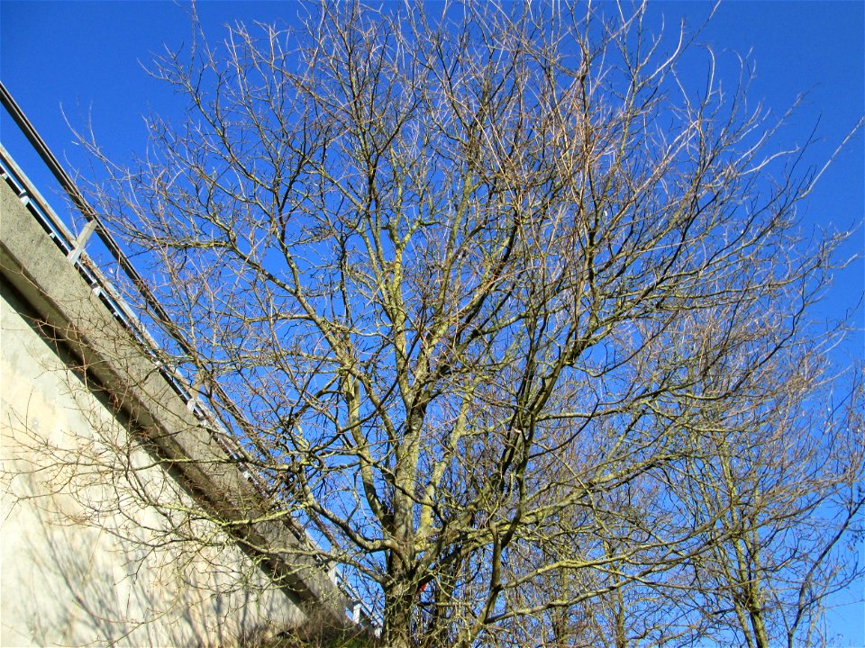 Feldahorn (Acer campestre) an der Böschung der A61 in Hockenheim