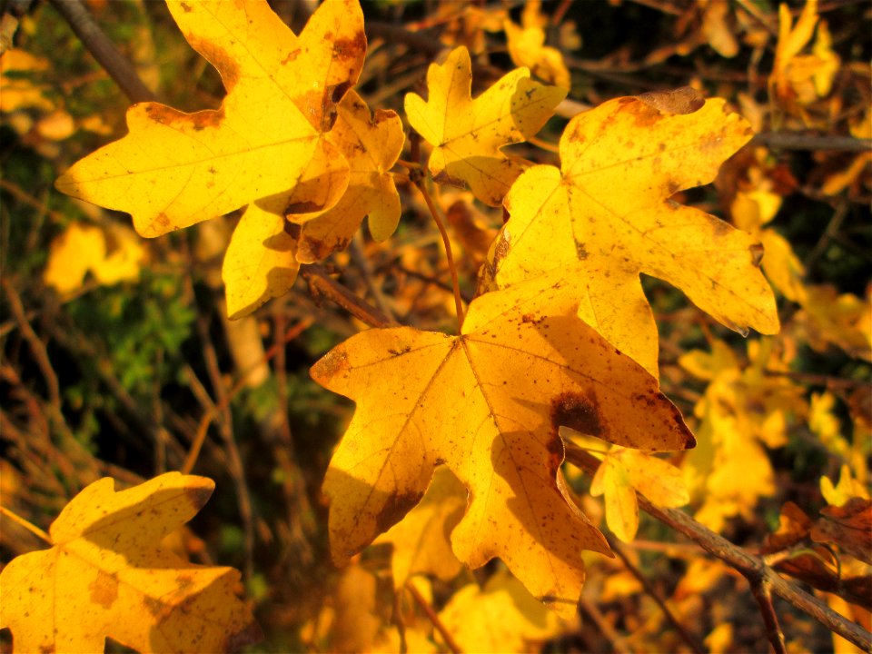 Feldahorn (Acer campestre) in Hockenheim