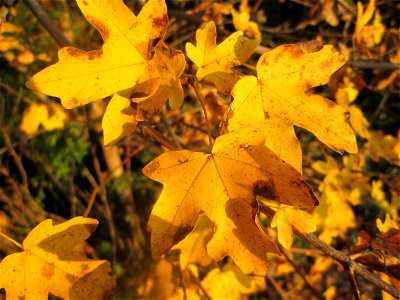 Feldahorn (Acer campestre) in Hockenheim