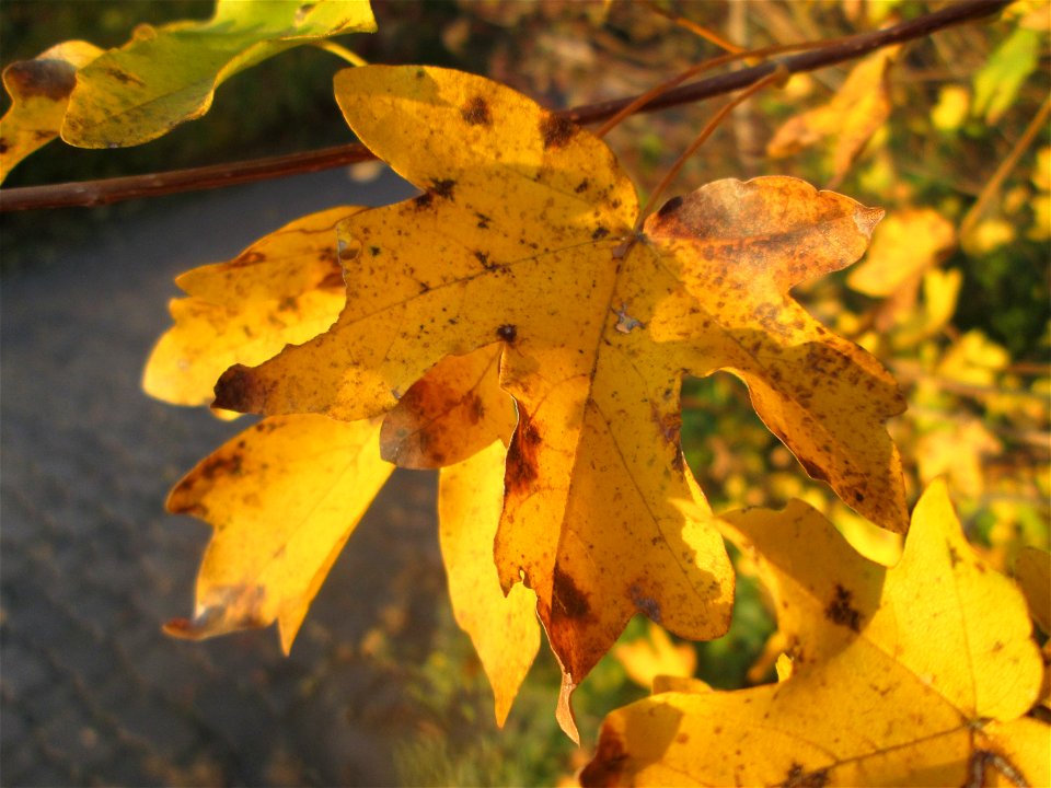 Feldahorn (Acer campestre) in Hockenheim