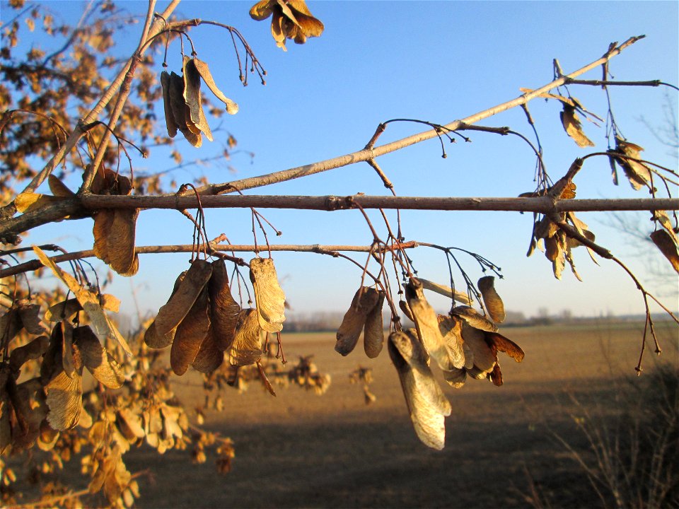 Feldahorn (Acer campestre) bei Reilingen