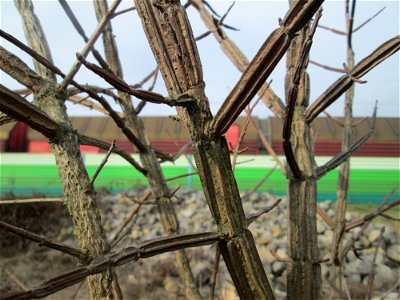 Feldahorn (Acer campestre) mit charakteristischen Korkleisten auf einer Reptilien- und Insekten-Schutzfläche bei Oftersheim photo