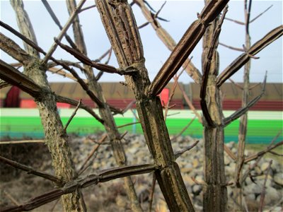 Feldahorn (Acer campestre) mit charakteristischen Korkleisten auf einer Reptilien- und Insekten-Schutzfläche bei Oftersheim