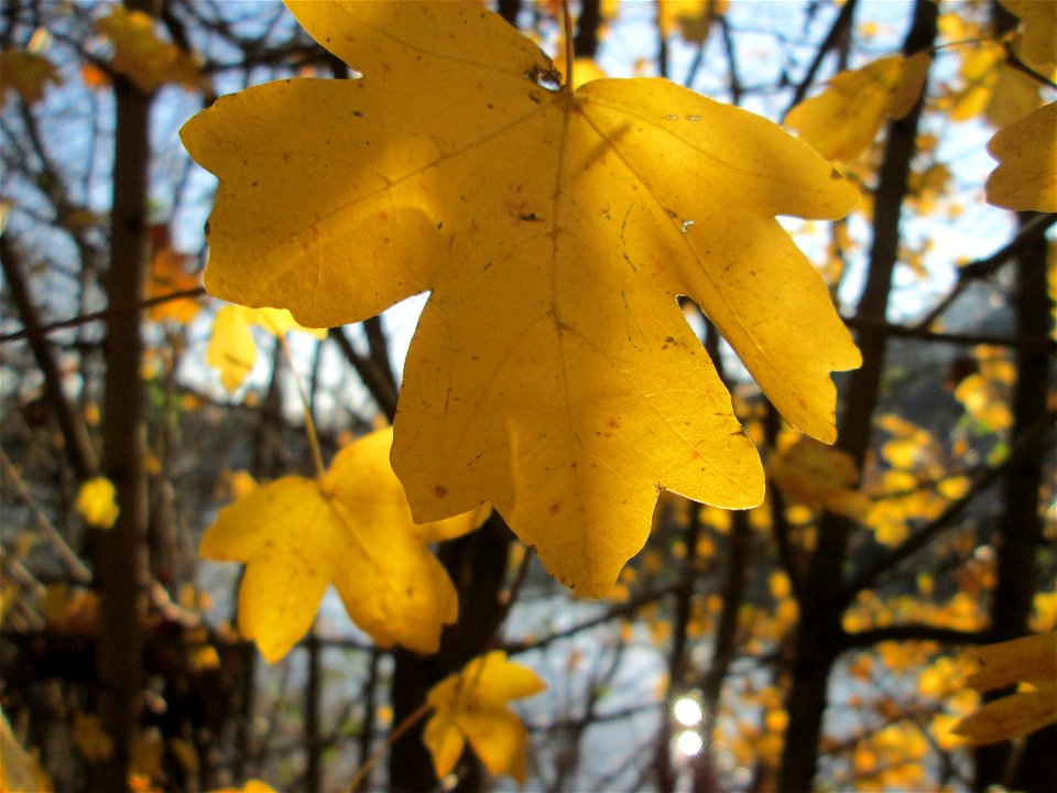 Feldahorn (Acer campestre) an der Saar in Saarbrücken