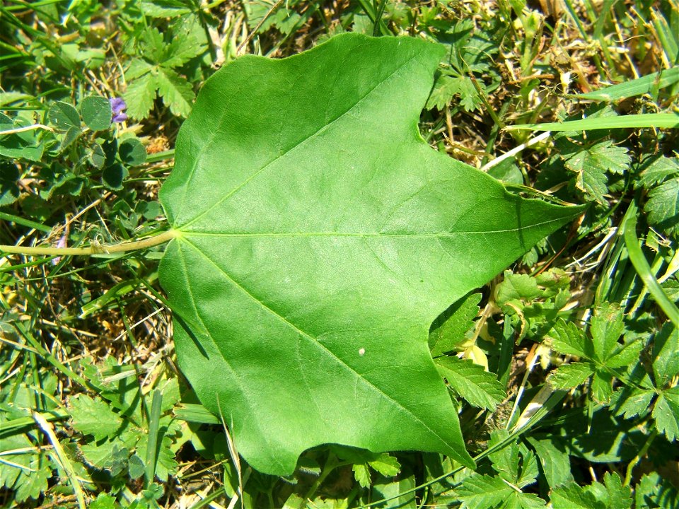 Acer campestre var. acuminatilobum or Acer acuminatilobum. Endemic varietas or species in Hungary.