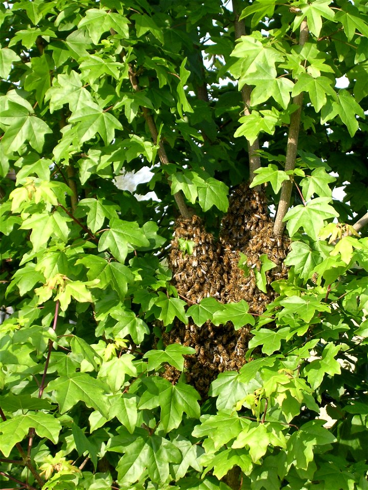 sciame di api su acero campestre photo