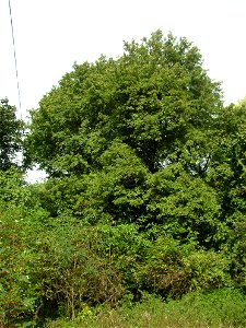 Protected example of Field Maple (Acer campestre) in Vinařice, Kladno District, Czech Republic. General view from the south.