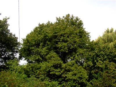 Protected example of Field Maple (Acer campestre) in Vinařice, Kladno District, Czech Republic. General view from the south.