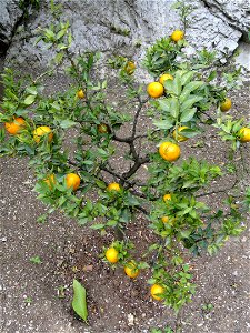 Citrus myrtifolia in the Limonaia del Castel, Limone sul Garda, on Lake Garda, Brescia, Italy.