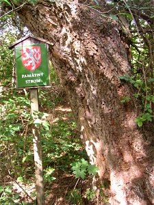 Protected example of Field Maple (Acer campestre) in Vinařice, Kladno District, Czech Republic. Protected tree marker and southern side of trunk. photo