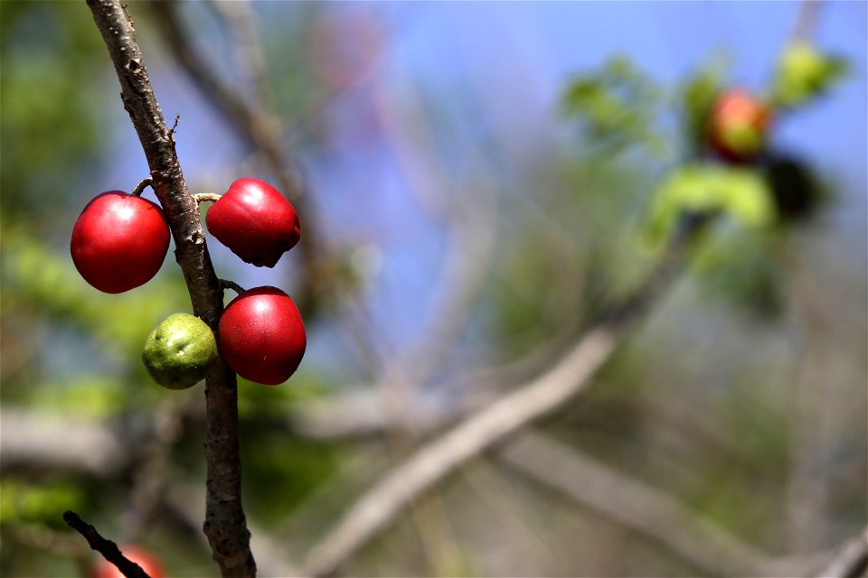 Quinto Festival del Jocote, Barón Rojo 2016 , San Lorenzo , Ahuachapán.