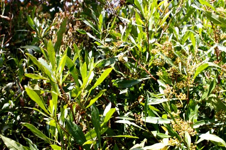 A Sand olive, photographed in Cape Town