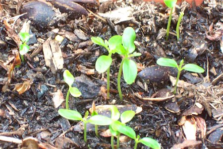 Toona ciliata - germinating seeds (from Wyong, New South Wales) photo