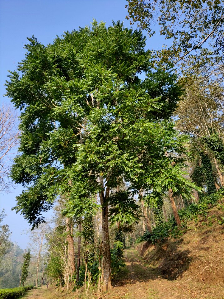 Toona ciliata tree in the Anamalai Hills, India