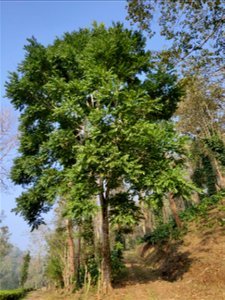 Toona ciliata tree in the Anamalai Hills, India photo