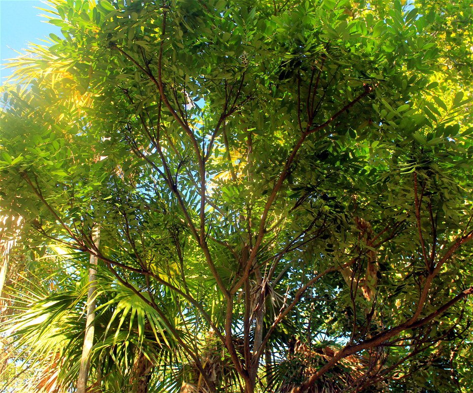  ; Flowers, trees, and other plant stuff
A picture of a full paradise tree. Simarouba Glouca.