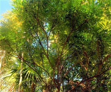 ; Flowers, trees, and other plant stuff A picture of a full paradise tree. Simarouba Glouca. photo