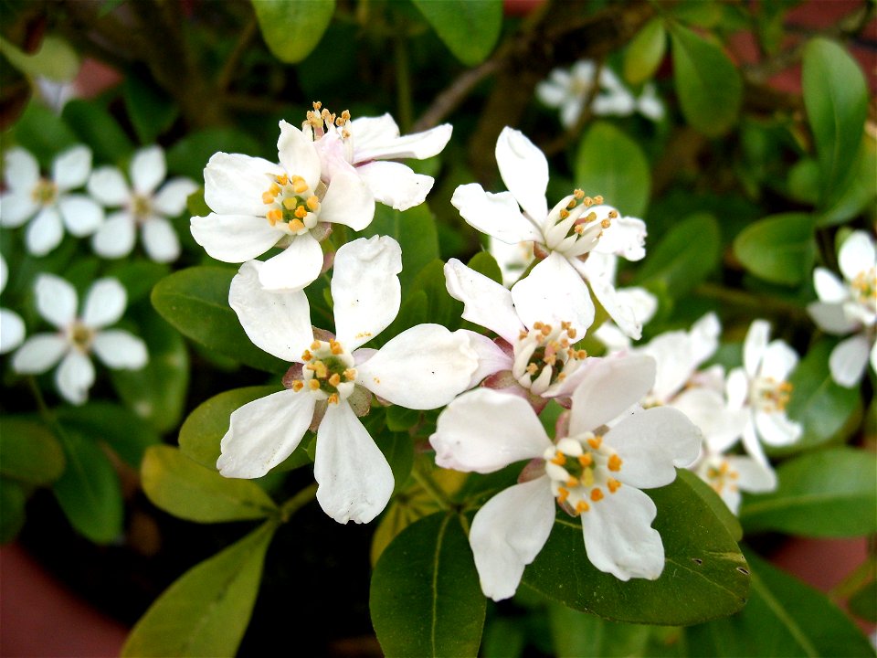 Choisya ternata flowers in a garden in Derry/Londonderry, Northern Ireland