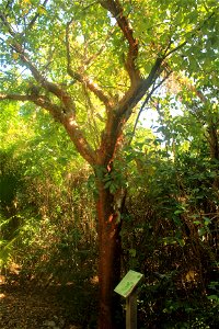 ; Flowers, trees, and other plant stuff A big Gumbo Limbo Tree. Bursera simaruba. photo