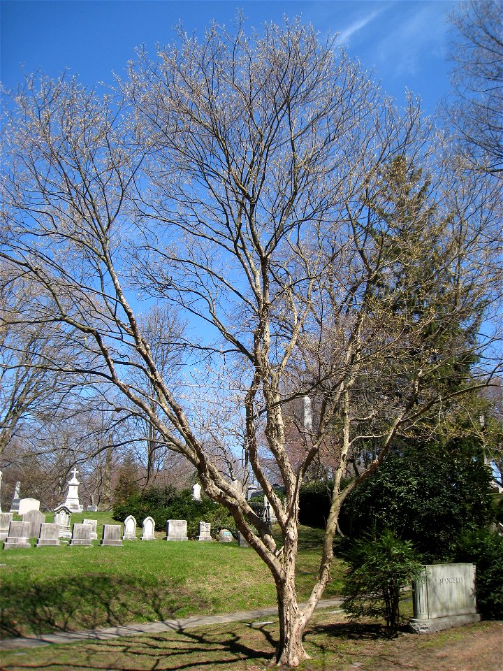 Acer buergerianum, Mount Auburn Cemetery, Cambridge, Massachusetts, USA.