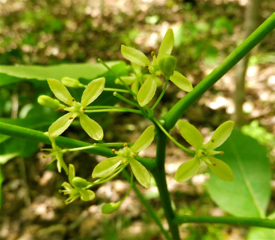 Ptelea trifoliata, dry, rocky limestone woodland. Bluffs above Otter Creek, off of Old Fire Trail Road, Wayne County, Kentucky