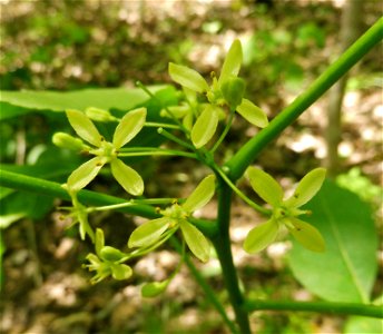 Ptelea trifoliata, dry, rocky limestone woodland. Bluffs above Otter Creek, off of Old Fire Trail Road, Wayne County, Kentucky photo