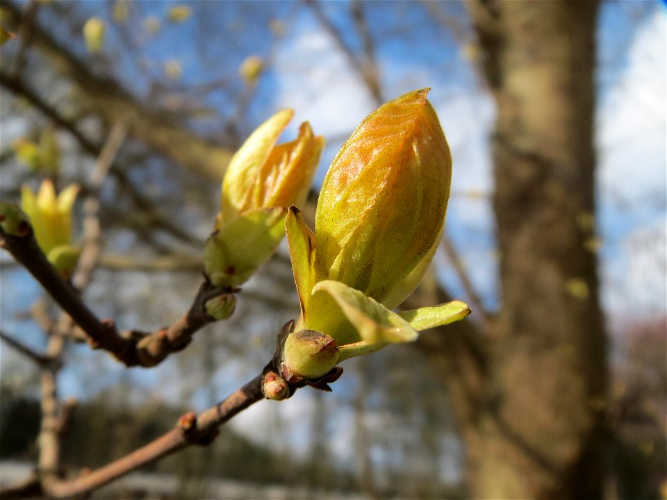 Tatarischer Steppen-Ahorn (Acer tataricum) an der Saar in Sankt Arnual