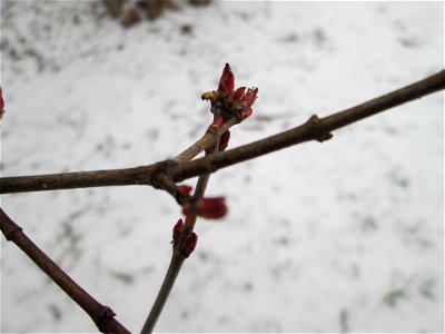 Knospen vom Tatarischen Steppen-Ahorn (Acer tataricum) in Sankt Arnual bei Neuschnee am 2. März 2018 - Ursprung: Osteuropa und West-Asien photo